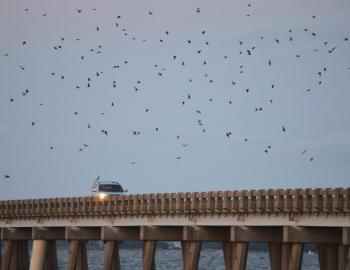 Purple martins swarming around the William Umstead Bridge.
