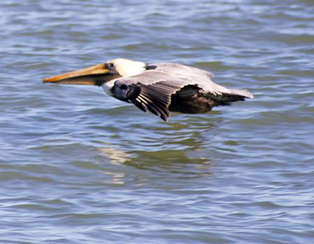 Skimming the water, a brown pelican glides above the waters of the Atlantic. just off Kitty Hawk beach.