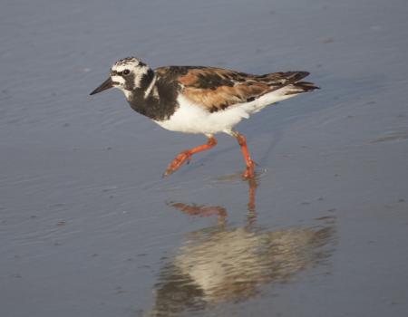 A ruddy turnstone on the beach in Kitty Hawk.