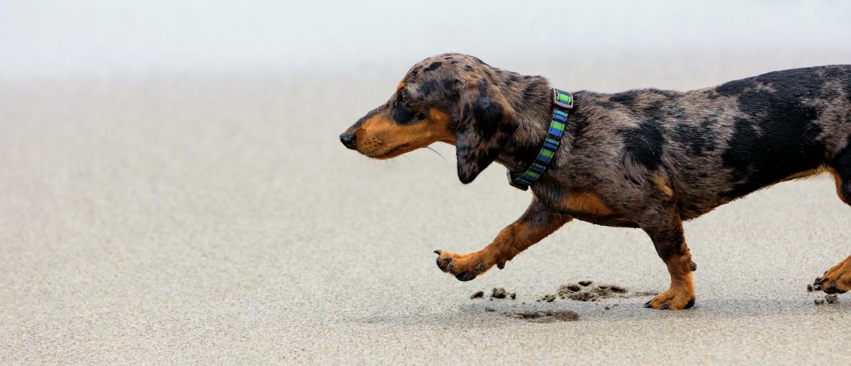 A dachshund on the beach in the Outer Banks
