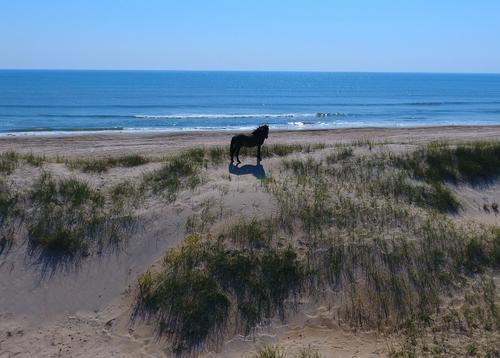 A horse stands on a dune
