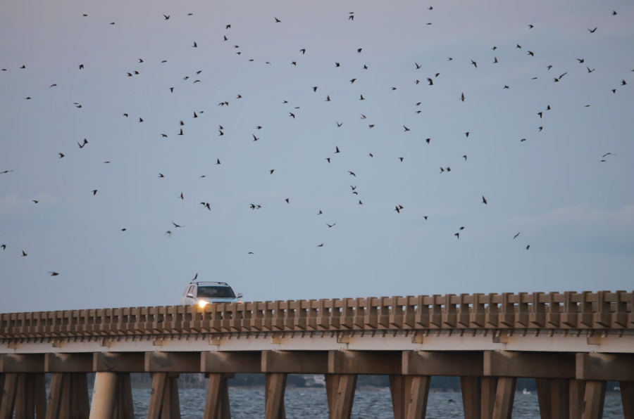 Purple martins swarming around the William Umstead Bridge. Purple martins swarming around the William Umstead Bridge.