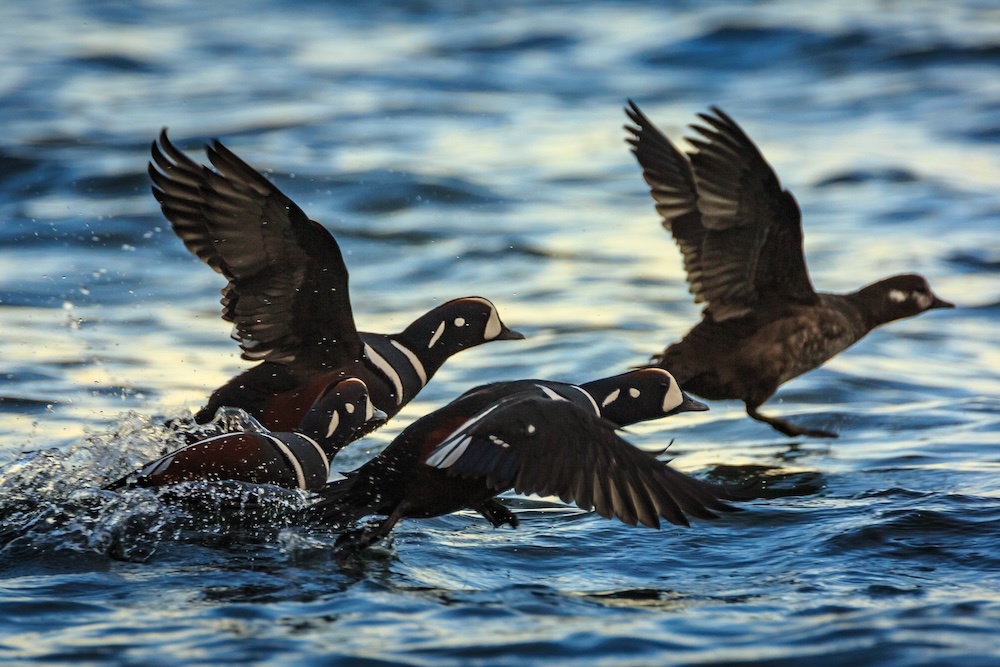 ducks flying over water